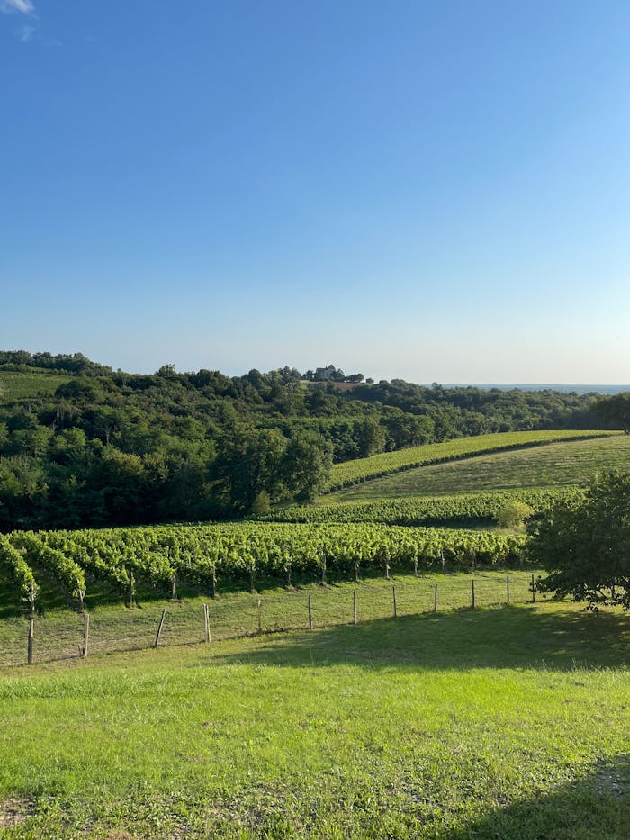 Vast vineyards under a blue sky in Brossac, capturing the natural beauty of Nouvelle-Aquitaine.