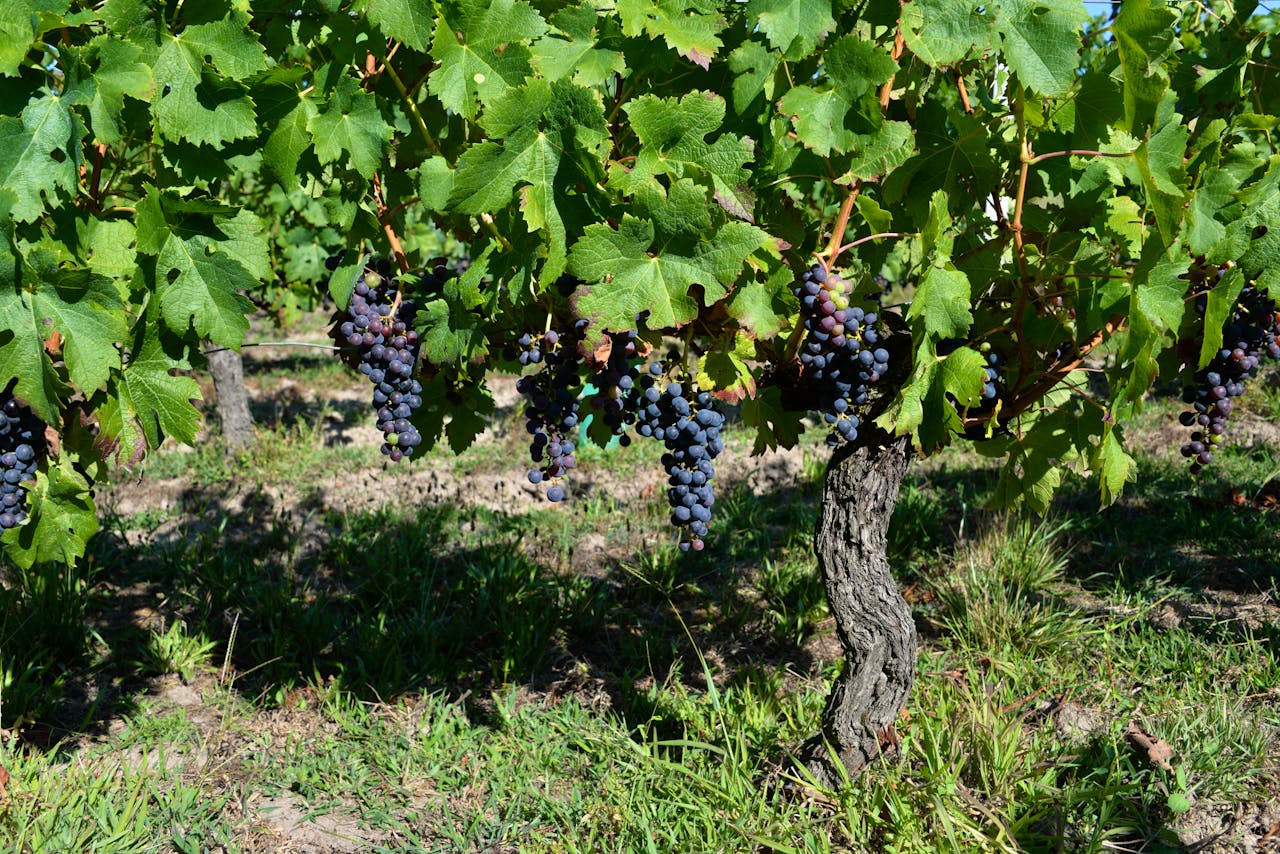 Lush grapes hanging in a vibrant vineyard during summer in Cars, France.